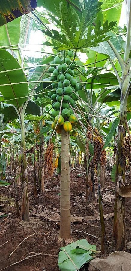 Banana Farm House ฮัมปี ภายนอก รูปภาพ