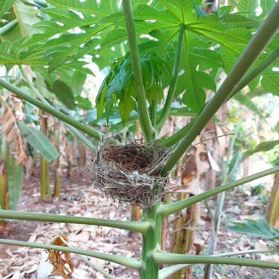 Banana Farm House ฮัมปี ภายนอก รูปภาพ